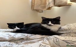 British Longhair cats for sale: Beautiful male kitten Koa  - Image 5