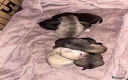 Pug dogs for sale: Beautiful kc registered Pug puppies - Image 5