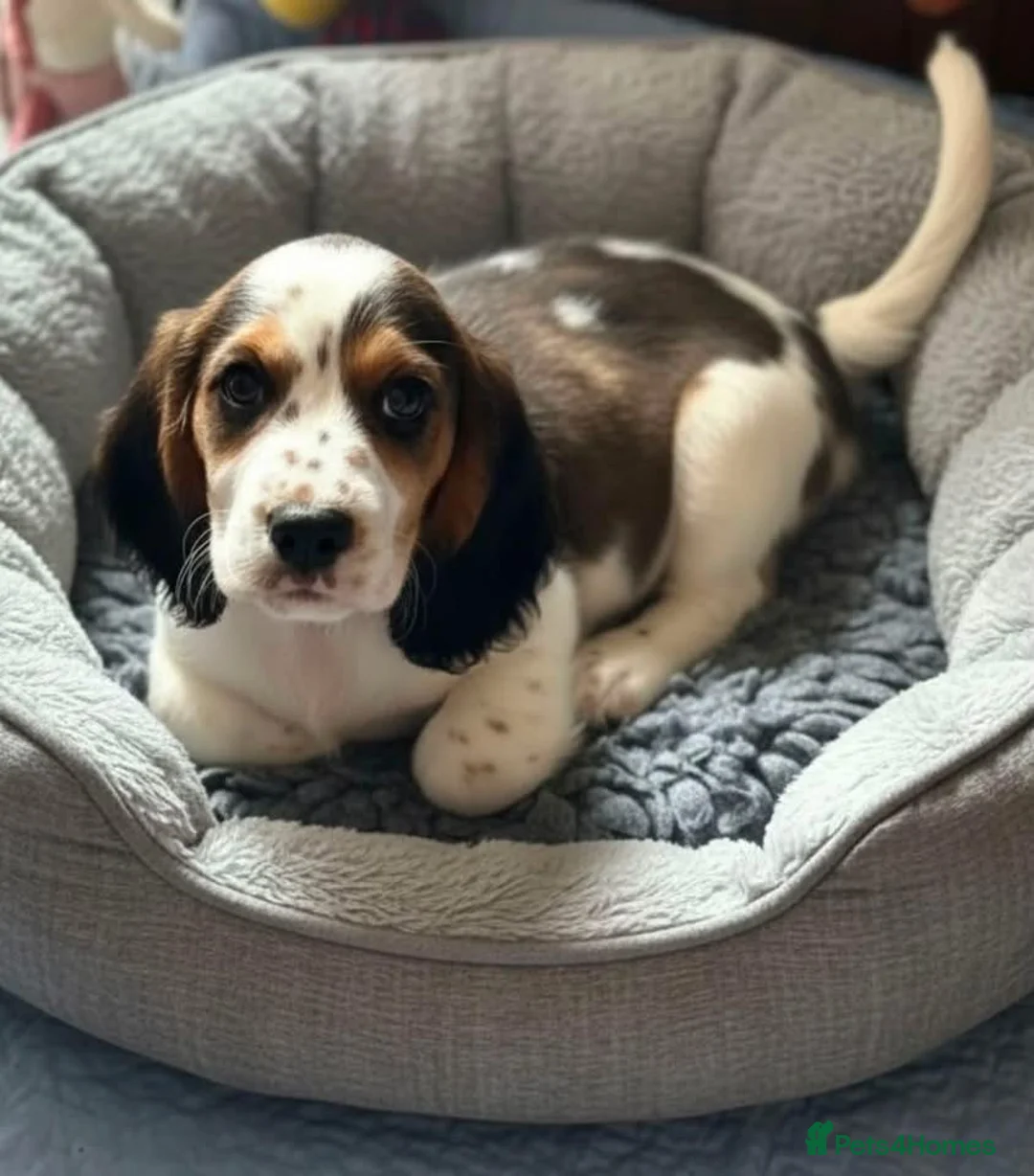 Cockalier dogs for sale: 1 male Cockalier puppy  - Advert 2