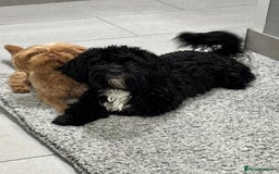 Shihpoo dogs for sale: Shihpoo  - Image 8