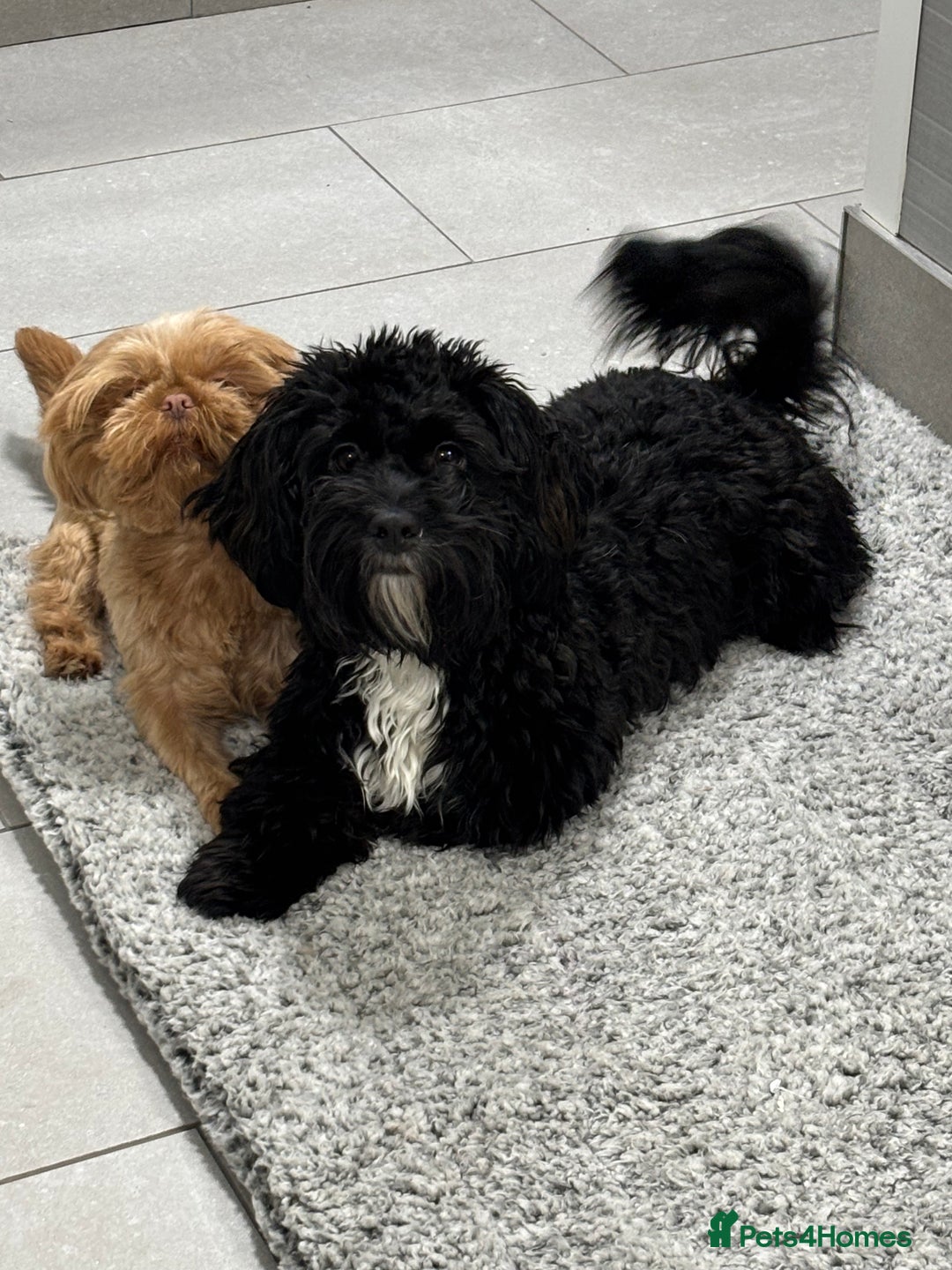 Shihpoo dogs for sale: Shihpoo  - Image 8
