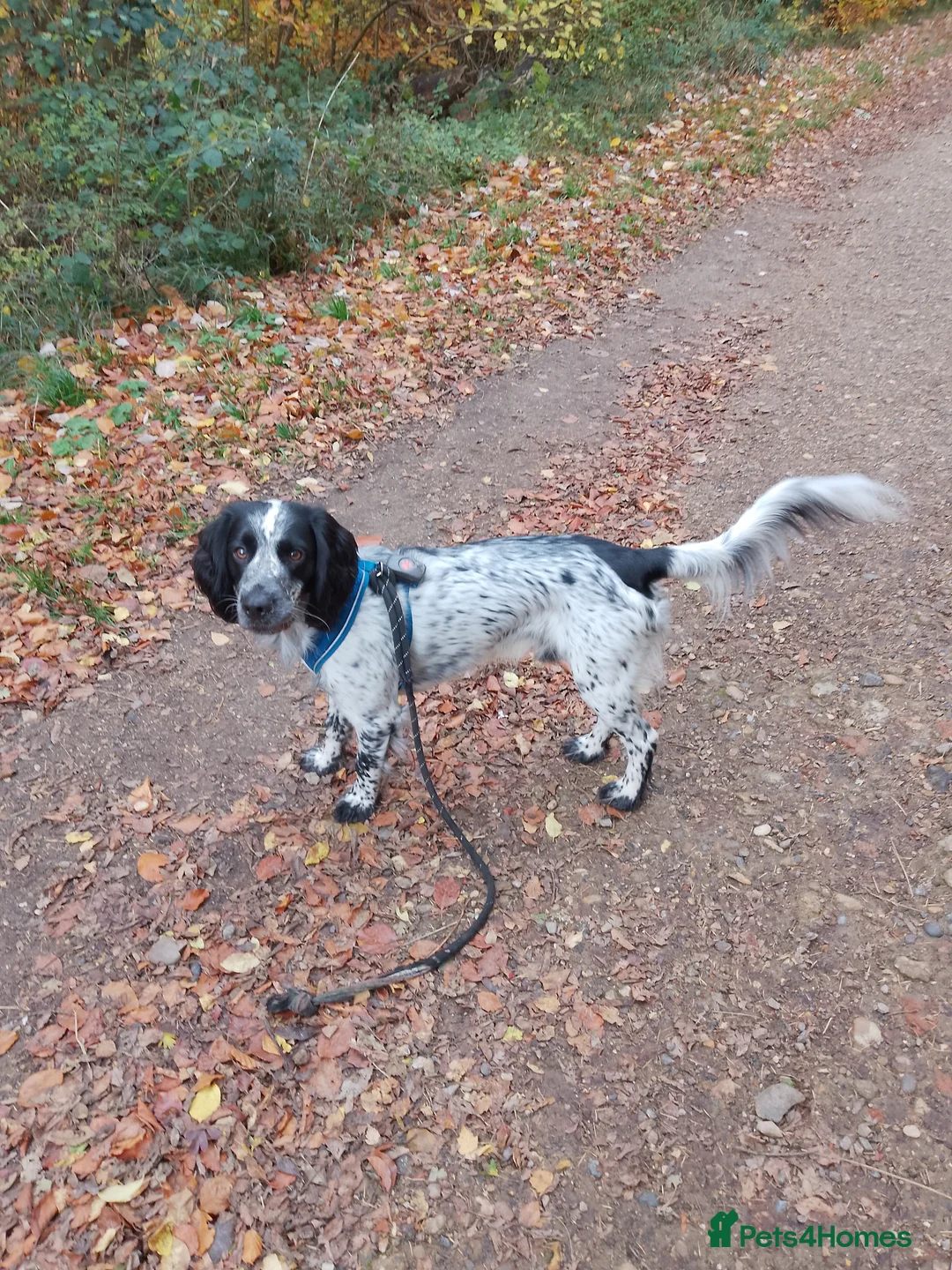 Cocker Spaniel dogs for stud: Archie, cocker spaniel, stud only - Advert 4