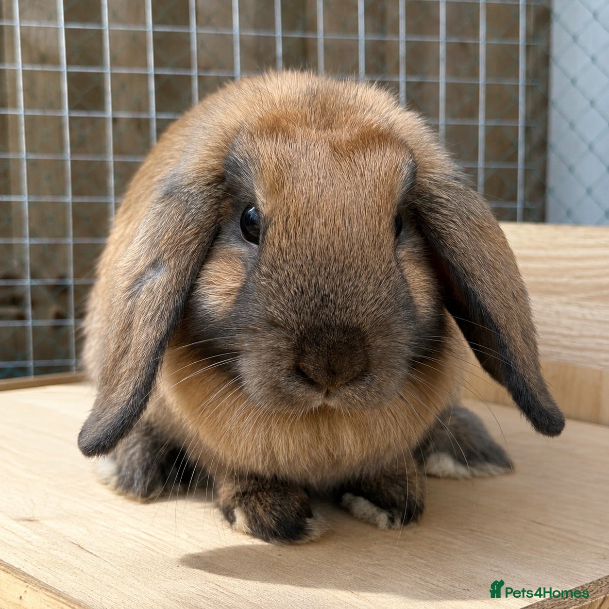 Mini Lop rabbits 5 month old Sooty Fawn and Black self mini lops - Advert 14