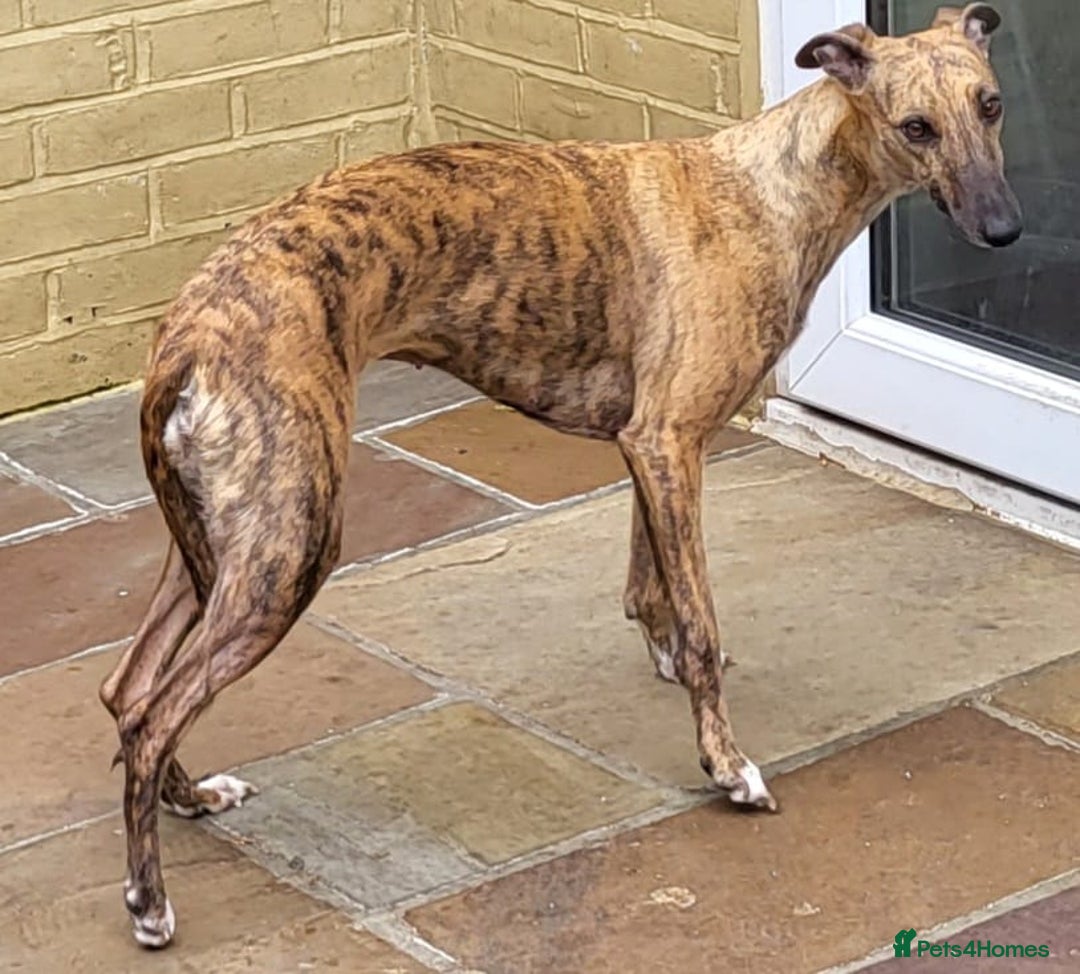 Whippet dogs for sale: Beautiful whippet puppies  - Advert 11