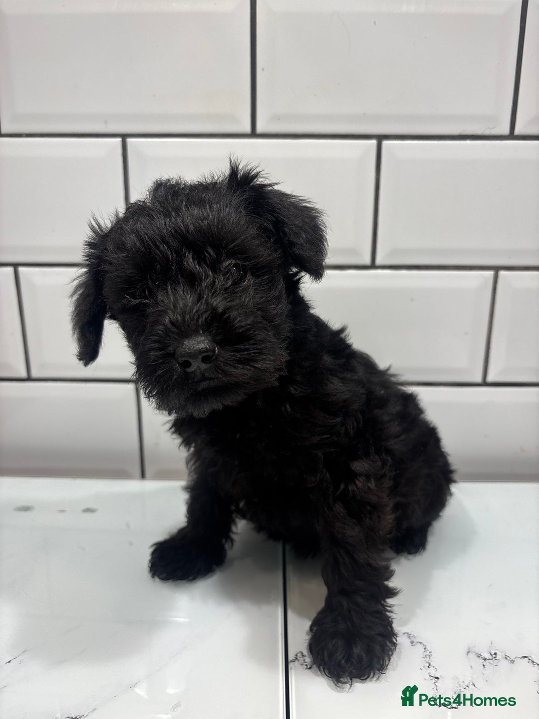 Schnoodle dogs for sale: Truly gorgeous F1 Schnoodle Puppies  - Advert 3