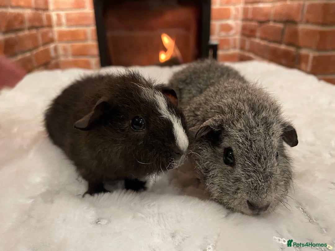 Guinea Pig rodents for sale: Pair of male Rex guinea pigs  - Advert 2