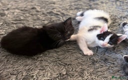 British Shorthair cats for sale: Female Kittens - Image 3