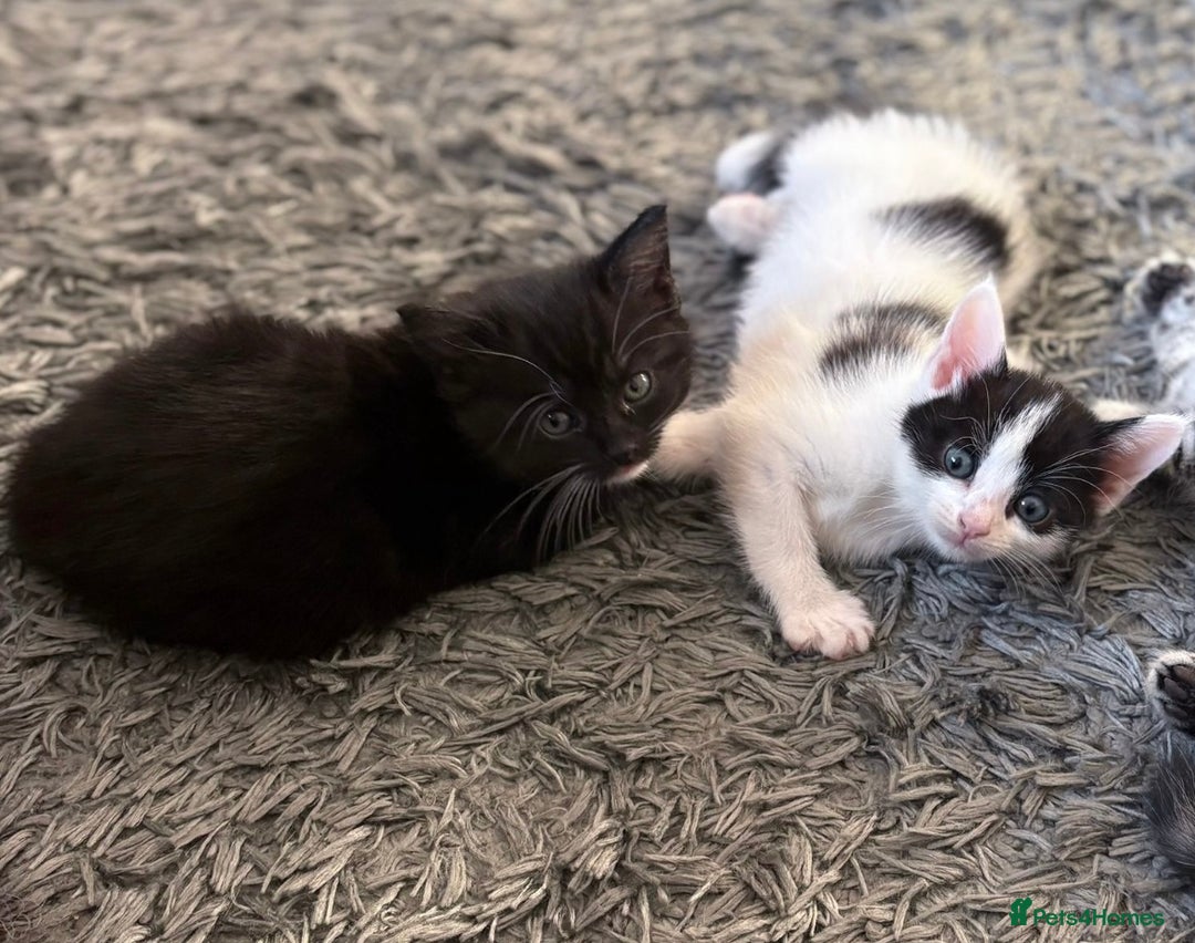 British Shorthair cats for sale: Female Kittens - Image 3