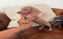 Miniature Dachshund dogs for sale: Beautiful Mini Dachshund Pups 🐶 5 Star ⭐ Breeder - Image 20