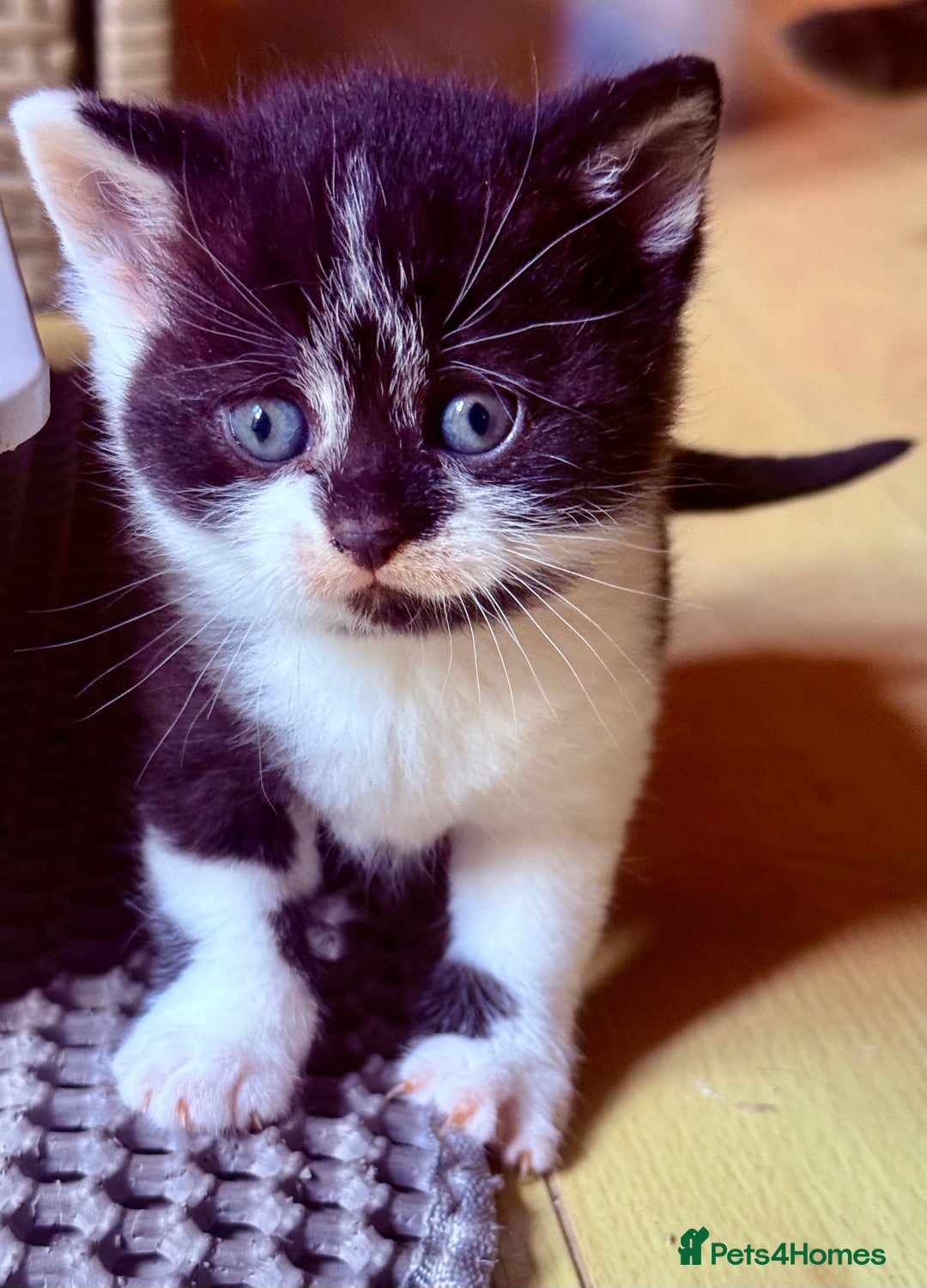 Brazilian Shorthair cats for sale: Kitten 🐈‍⬛  - Image 6