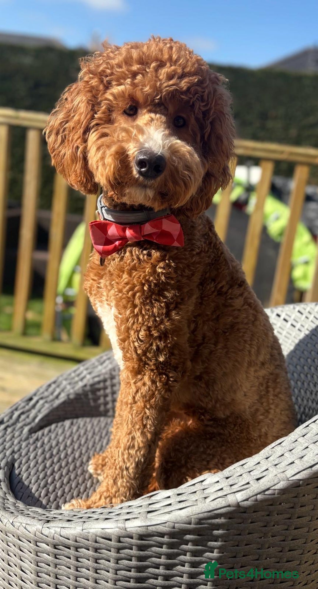 Goldendoodle dogs for sale: 🐶🐾🐶AUSTRALIAN DOUBLE DOODLE PUPPIES🐶🐾🐶 - Image 5