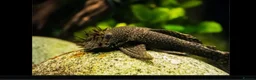 Plecos fish for sale: Pleco fish  - Advert 3