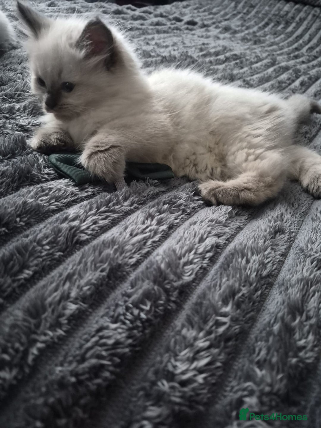 Ragdoll cats for sale: Adorable Ragdoll Kittens GCCF  Active registered  - Advert 13