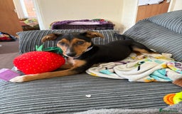 Mixed Breed dogs for sale: Rehoming our beloved puppy - 8 months old - Image 2