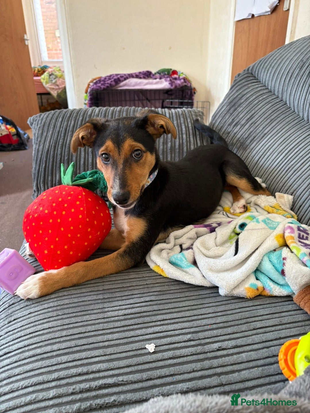 Mixed Breed dogs for sale: Rehoming our beloved puppy - 8 months old - Image 2