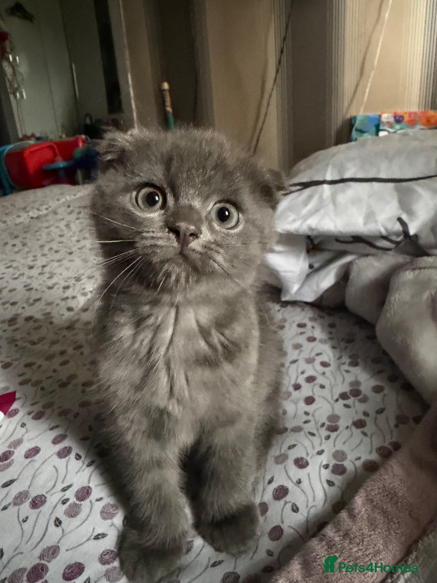 Scottish Fold cats FLUFFY GREY SCOTTISH FOLD FEMALE - Advert 2