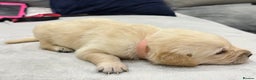 Golden Retriever dogs for sale: 6 golden retriever puppies for sale - Advert 8