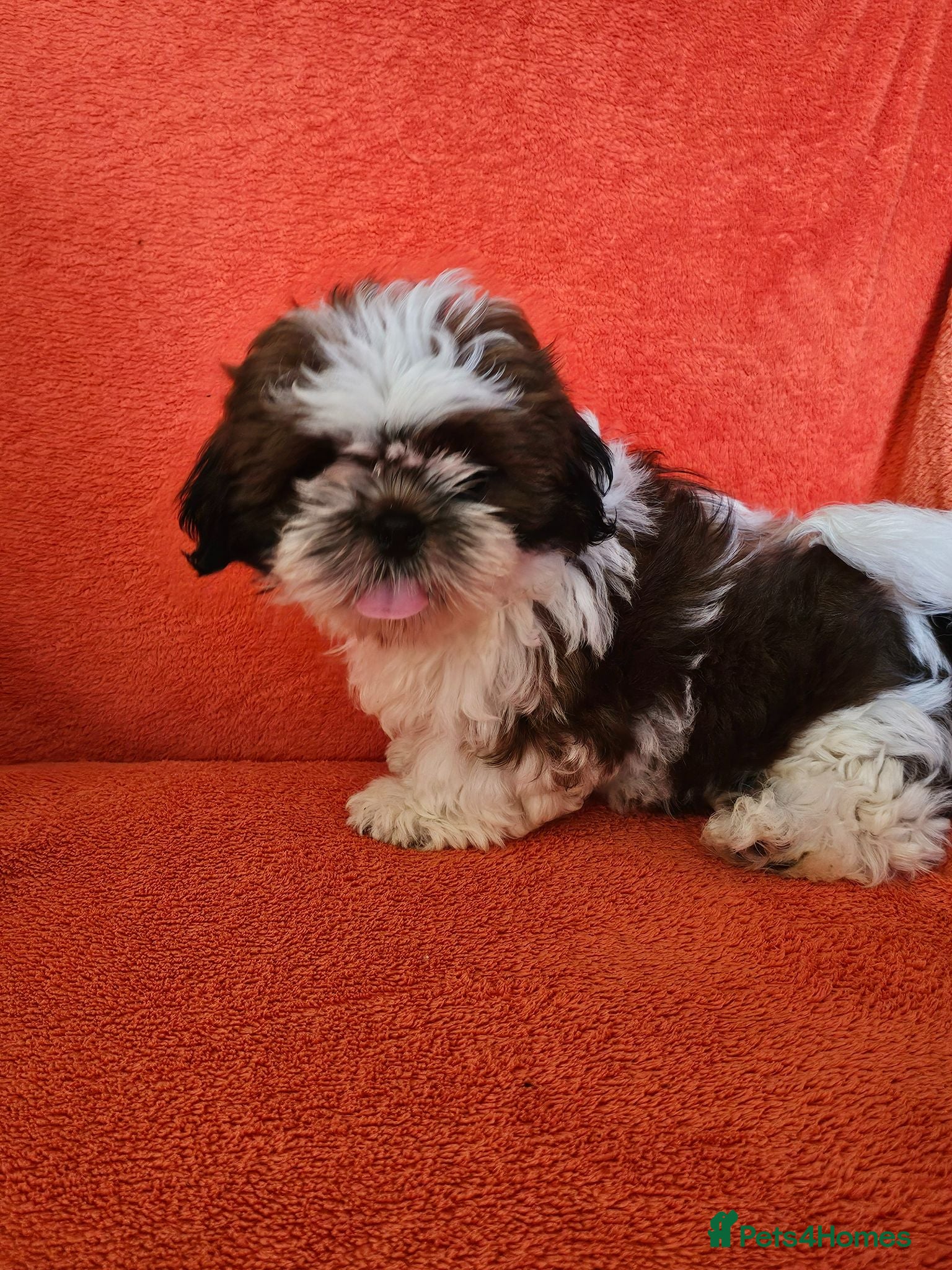 Shih Tzu dogs Royal Kennel Club registered standard shih tzu pup - Advert 18