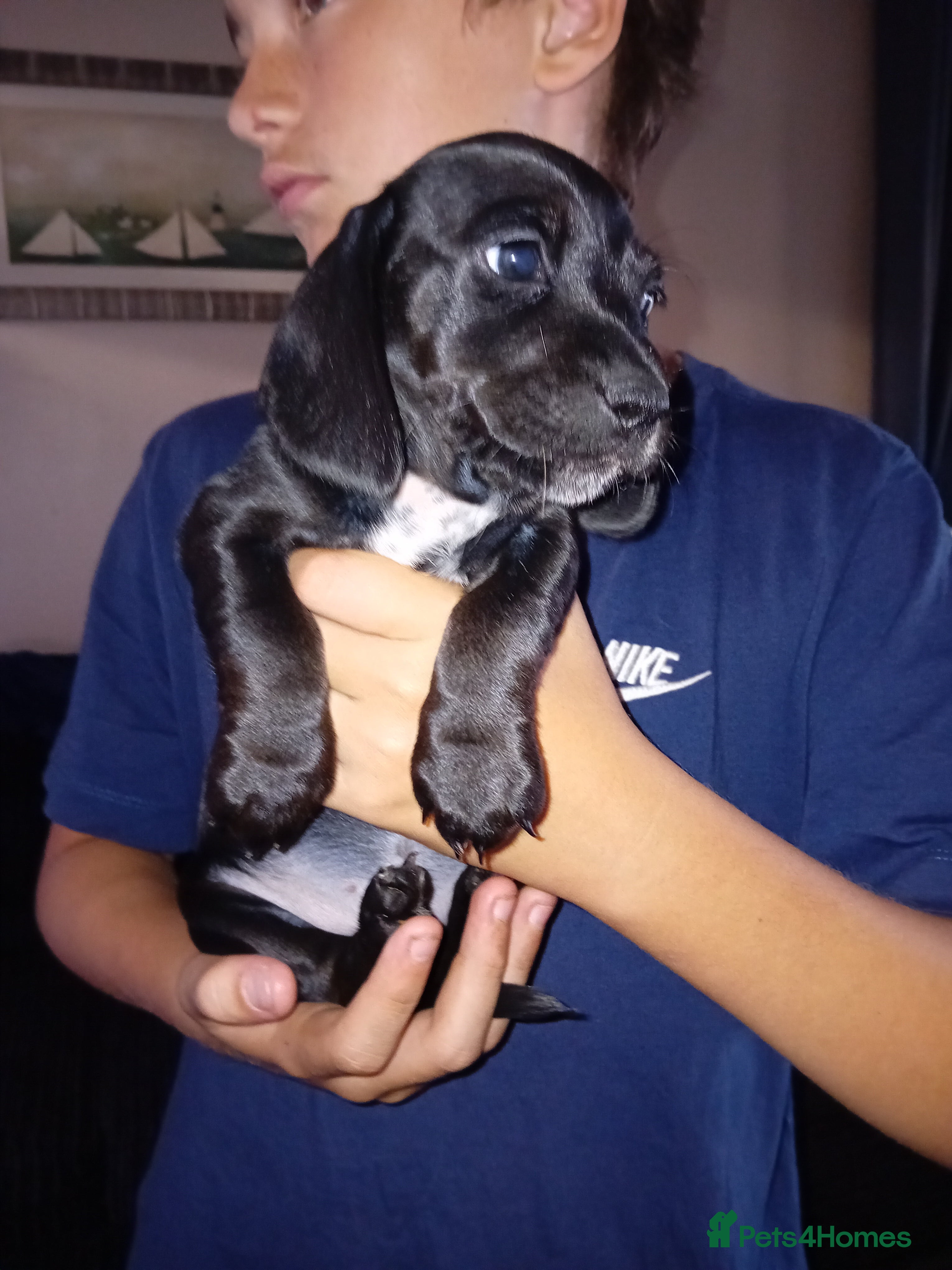 Mixed Breed dogs Doxie spaniel/docker  - Advert 14