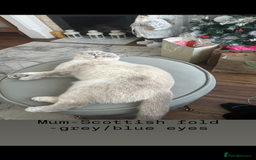 Scottish Fold cats for sale: Scottish fold / Chichilla kittens - Image 18