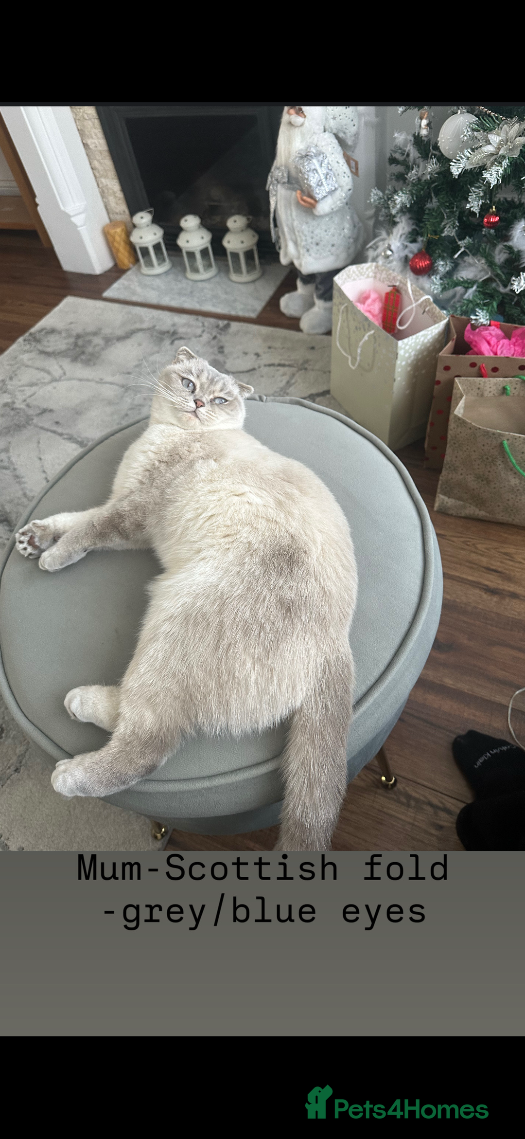 Scottish Fold cats for sale: Scottish fold / Chichilla kittens - Image 18