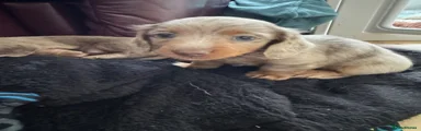Miniature Dachshund Puppy 1