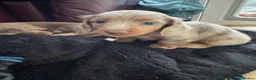 Miniature Dachshund dogs for sale: Long Haired Miniature Dacshund’s Ready To Leave - Advert 25