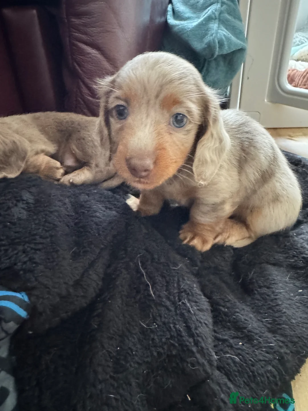 Miniature Dachshund dogs for sale: Long Haired Miniature Dacshund’s Ready To Leave - Advert 25