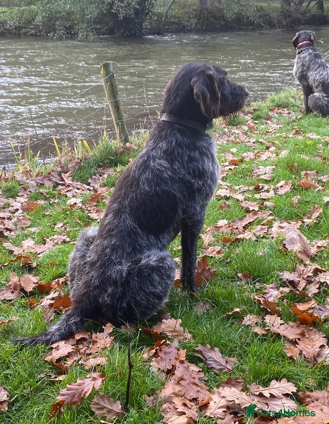 German Wirehaired Pointer dogs for stud: ORMANSTAR BRIGADIER OF HUNTSTAFF at stud - Advert 1
