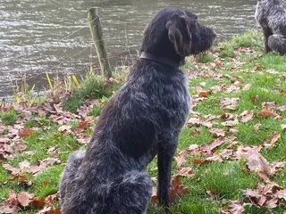 German Wirehaired Pointer dogs ORMANSTAR BRIGADIER AT HUNTSTAFF at stud - Advert 1