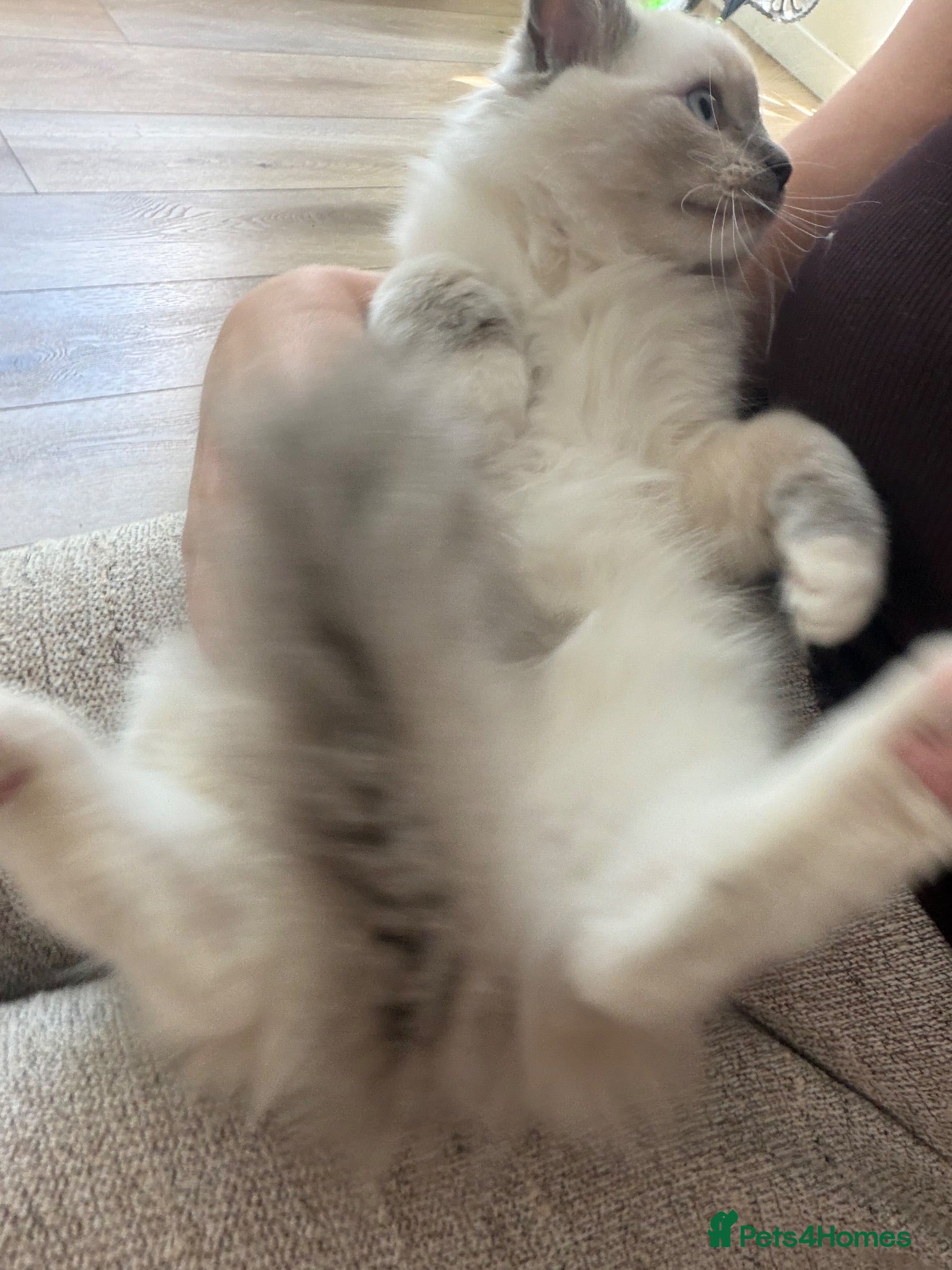 Ragdoll cats 🌸Ready to leave-Active Tica Ragdoll kittens🌸 - Advert 2