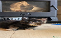 British Shorthair cats for sale: ***150***ONO Beautiful kittens need a new home. - Image 4