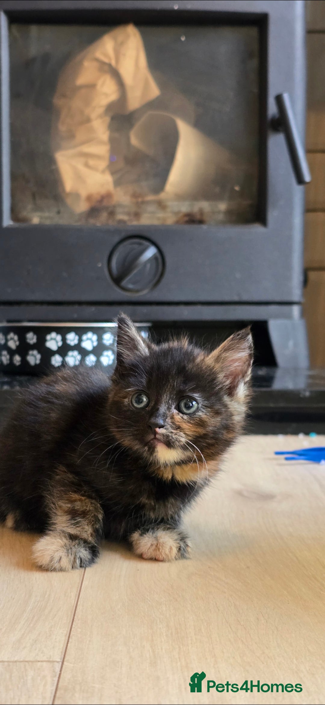 British Shorthair cats for sale: ***150***ONO Beautiful kittens need a new home. - Image 4