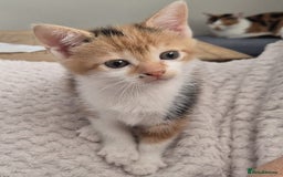 Domestic Shorthair cats for sale: 3 x kittens looking for their forever homes - Advert 2