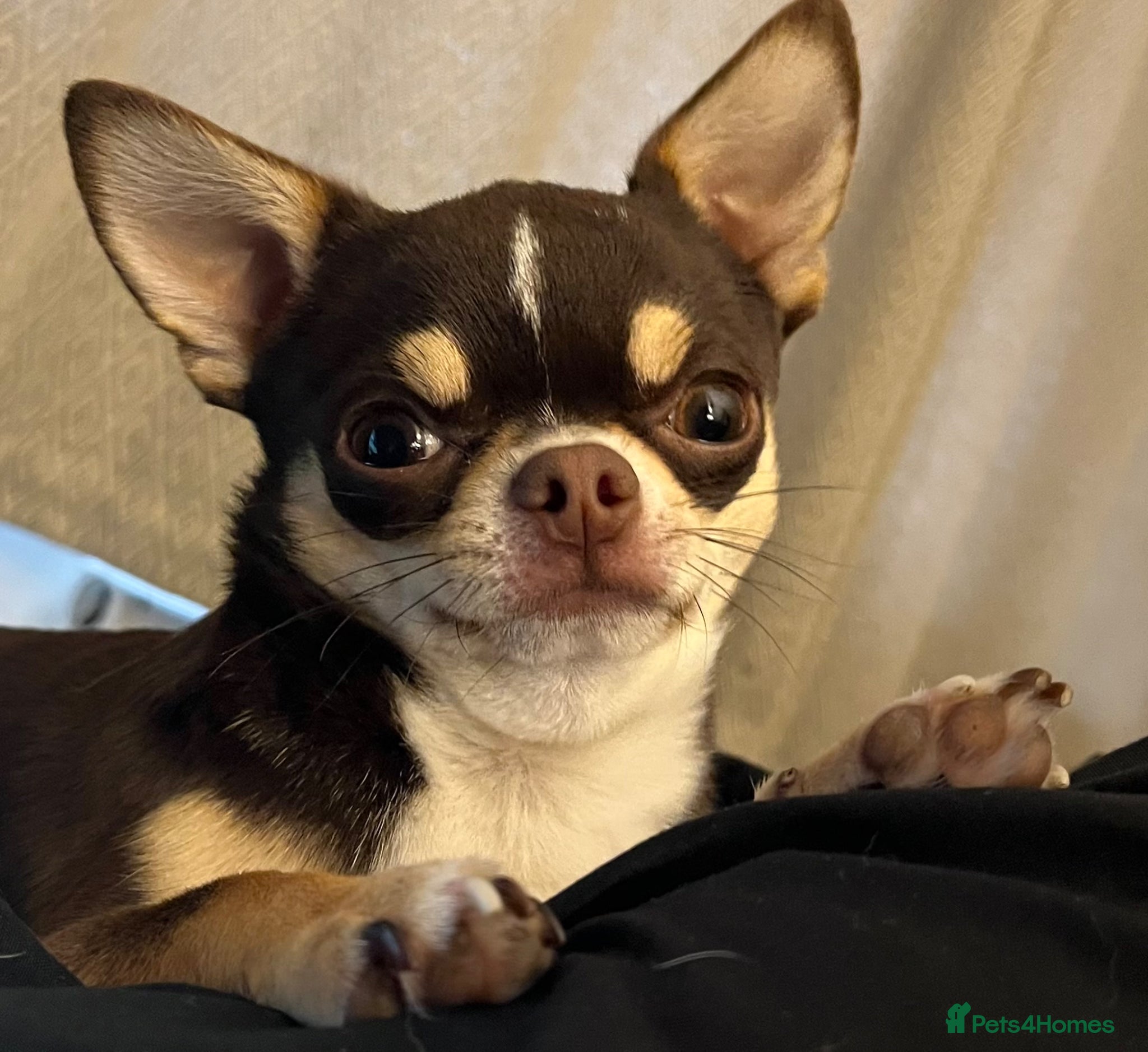 Chihuahua dogs Apple head chihuahua for stud duties  - Advert 2