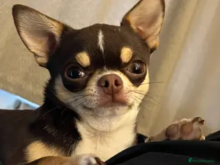 Chihuahua dogs Apple head chihuahua for stud duties - Advert 2