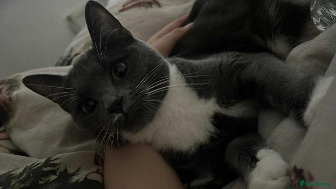 British Shorthair cats for sale: Luna  - Advert 1