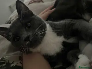 British Shorthair cats Luna - Advert 1