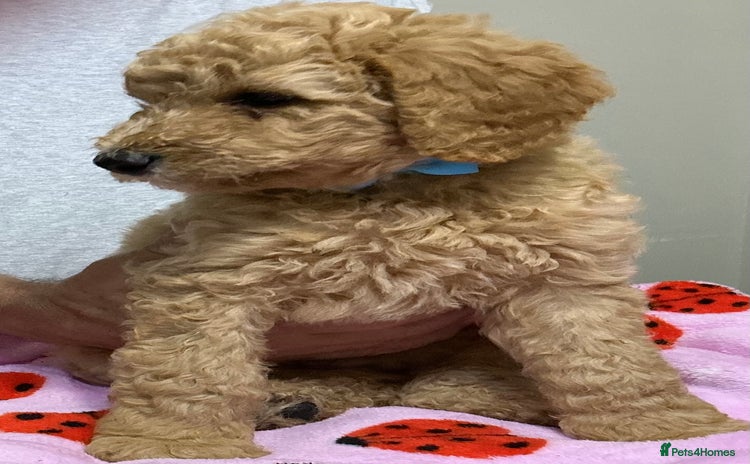 Standard Poodle dogs in Loughborough - Advert 14