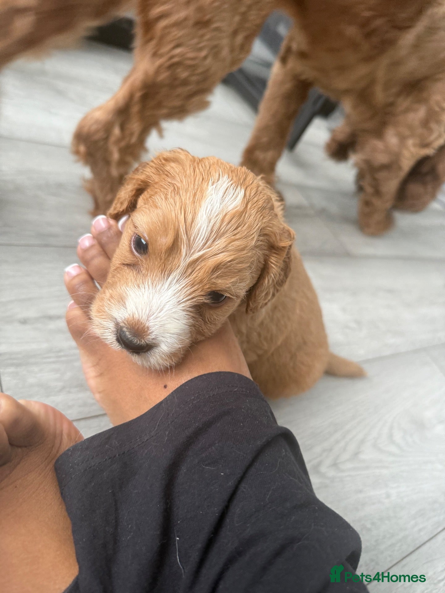 Cockapoo dogs 6 Gorgeous Cockapoo Puppies Seeking Loving Homes - Advert 2