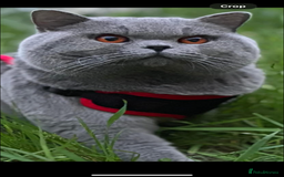 British Shorthair cats for sale: British Shorthair Male Kitten (GCCF) - Advert 27