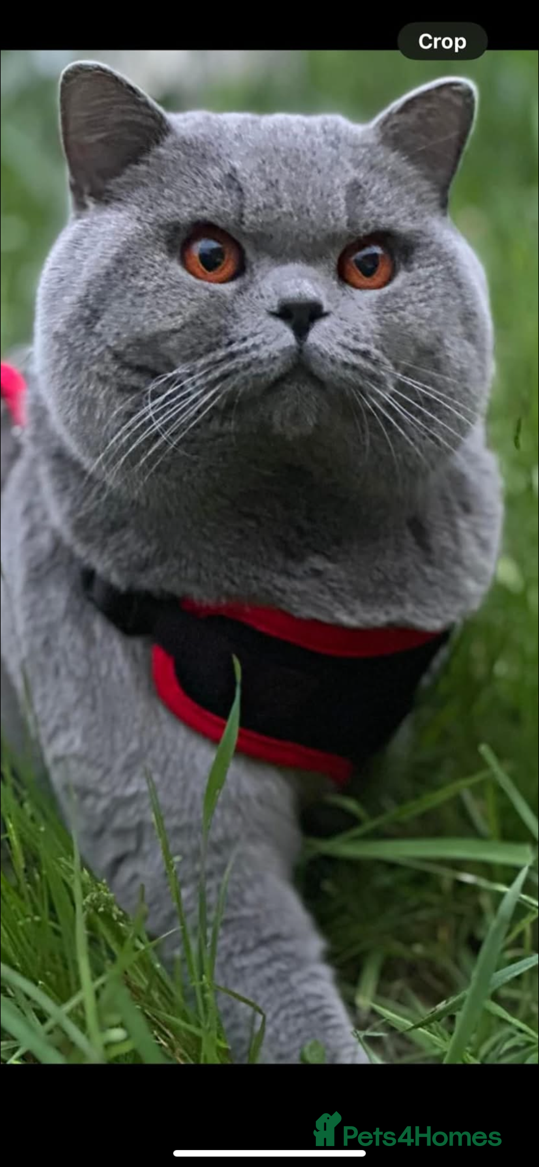 British Shorthair cats for sale: British Shorthair Male Kitten (GCCF) - Advert 27