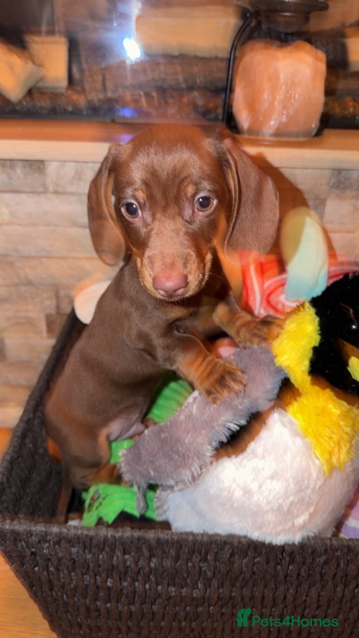 Miniature Dachshund dogs Miniature Dachshunds for sale  - Advert 18