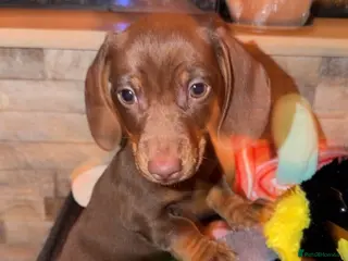 Miniature Dachshund dogs Miniature Dachshunds for sale - Advert 18