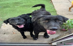 Mixed Breed dogs for sale: Elegant Espresso ☕ - Image 3
