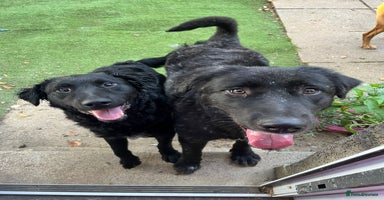 Mixed Breed dogs - Advert 3