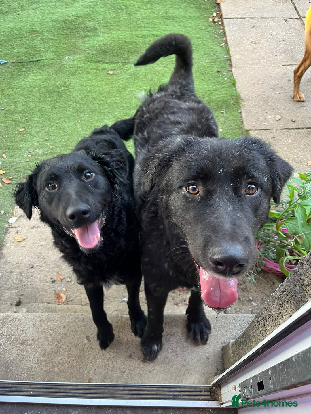 Mixed Breed dogs for sale: Elegant Espresso ☕ - Image 3