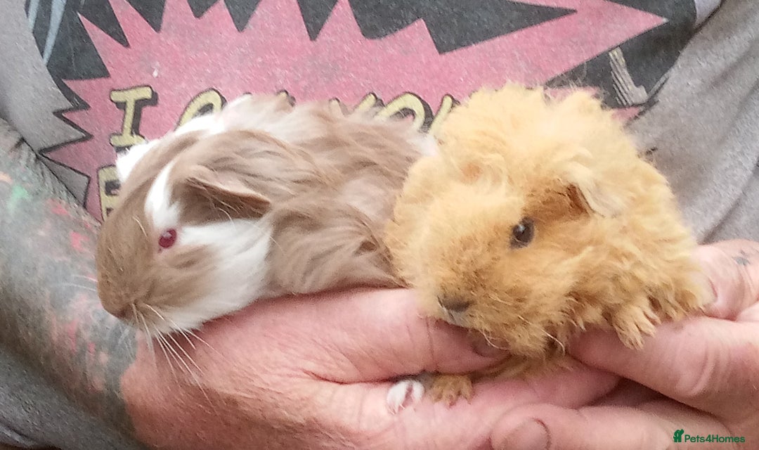 Guinea Pig rodents for sale: Long coated Guinea pigs  - Image 4