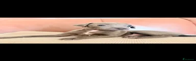 Italian Greyhound 4