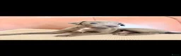 Italian Greyhound dogs for sale: Italian Greyhound KC  – Blue Girl & Fawn Boys - Advert 17